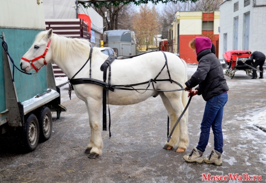 в сад Эрмитаж доставили лошадь с настоящими санями