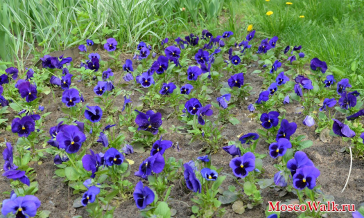 Синие цветы Виолы