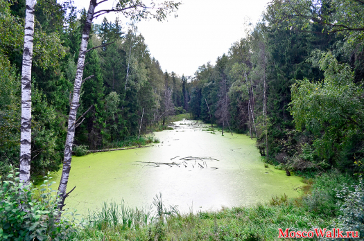Подмосковное озеро в лесу