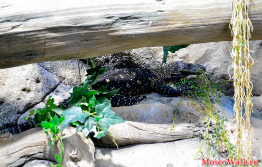 Крокодиловый варан в океанариуме