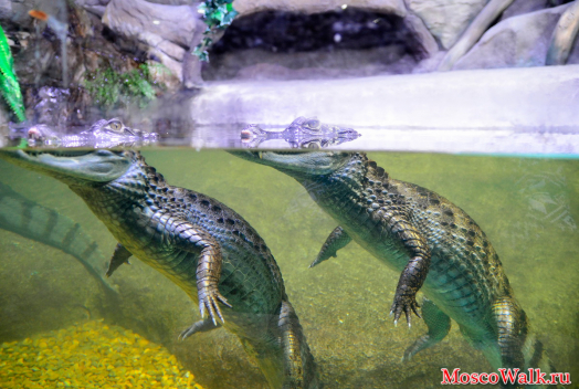 крокодиловый кайман в океанариуме