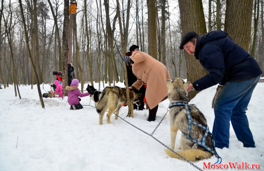 Сибирский Хаски — порода собак, выведенная как ездовая собака, одна из древнейших пород собак