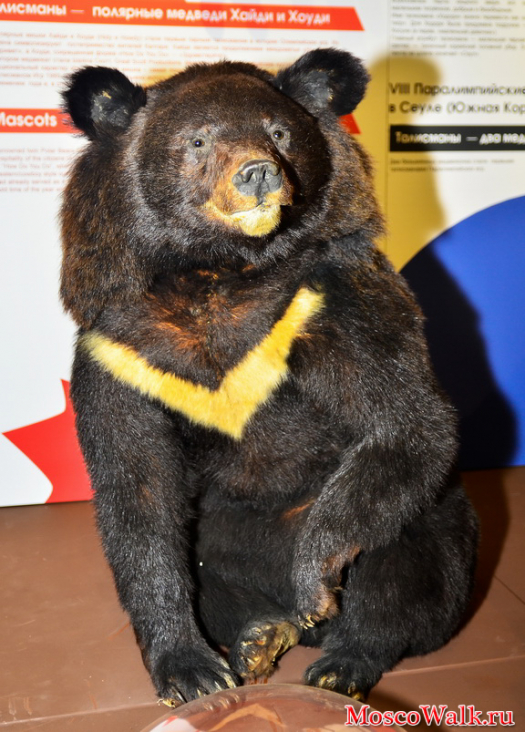 Гималайский медведь. Дарвиновский музей