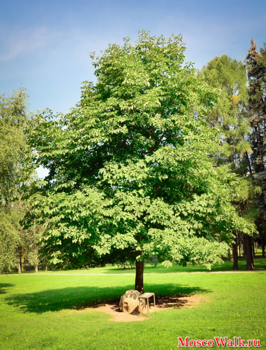 Дерево Мира в парке Дружбы