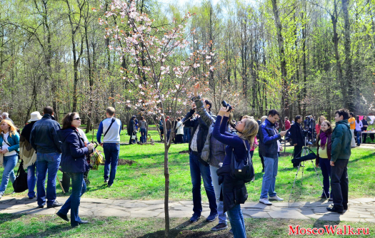 Цветение Сакуры в Бирюлевском парке