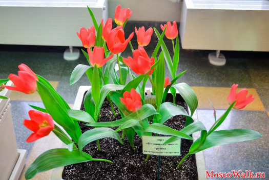 Тюльпаны, сорт "Ботаникал микс" группа - Ботанические тюльпаны