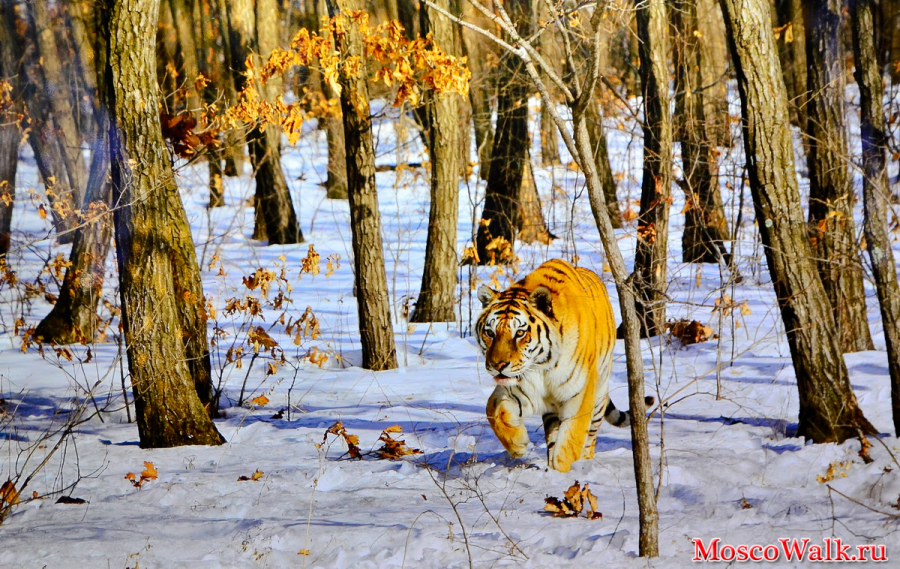 "Амурский тигр" (Виктор Семенов)