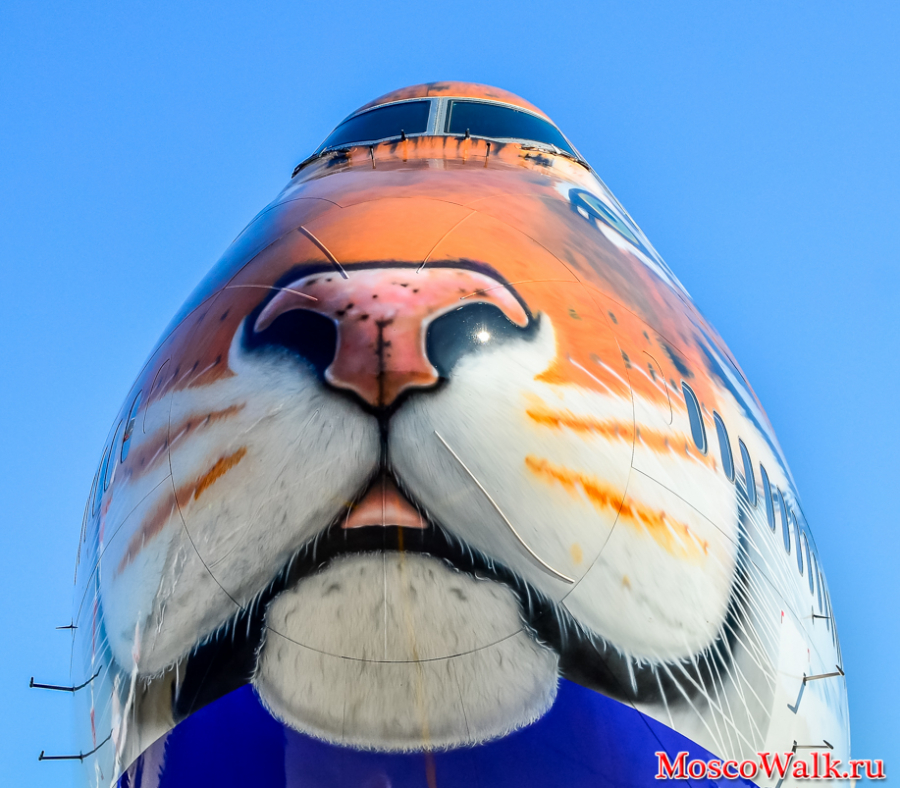 Тигр на самолете Трансаэро