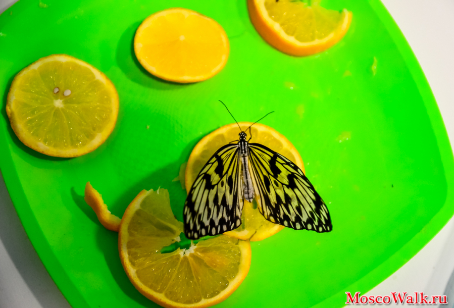 бабочки на апельсине