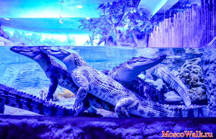 Крокодил в океанариуме