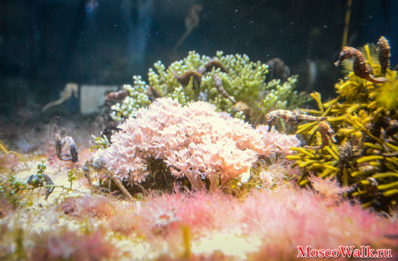 Коралловые рифы на Чистых прудах