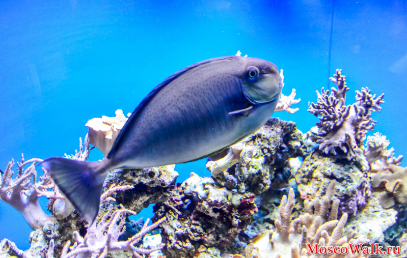 Океанариум — Морской аквариум на Чистых прудах