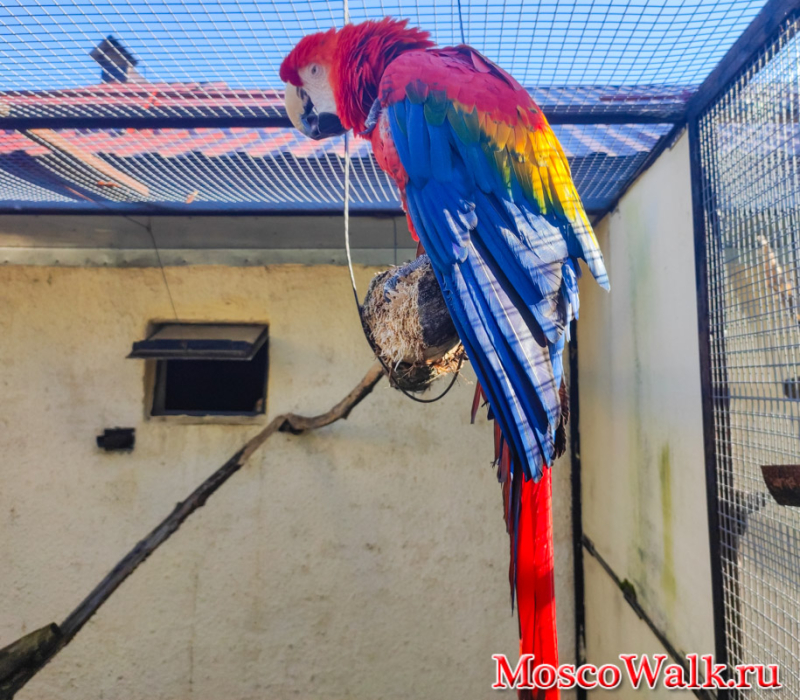 попугай красный ара