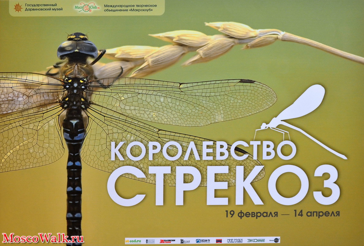 В выставочном зале Государственного Дарвиновского музея открылась фотовыставка "Королевство стрекоз"
