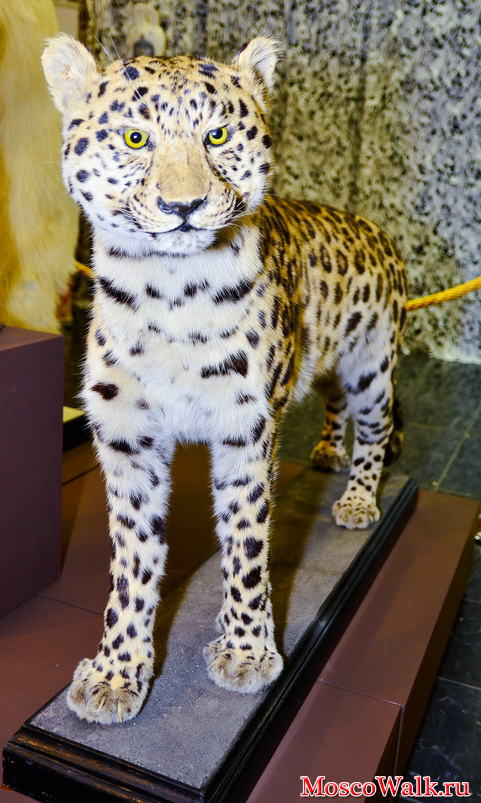 Талисман - Леопард. Сочи 2014