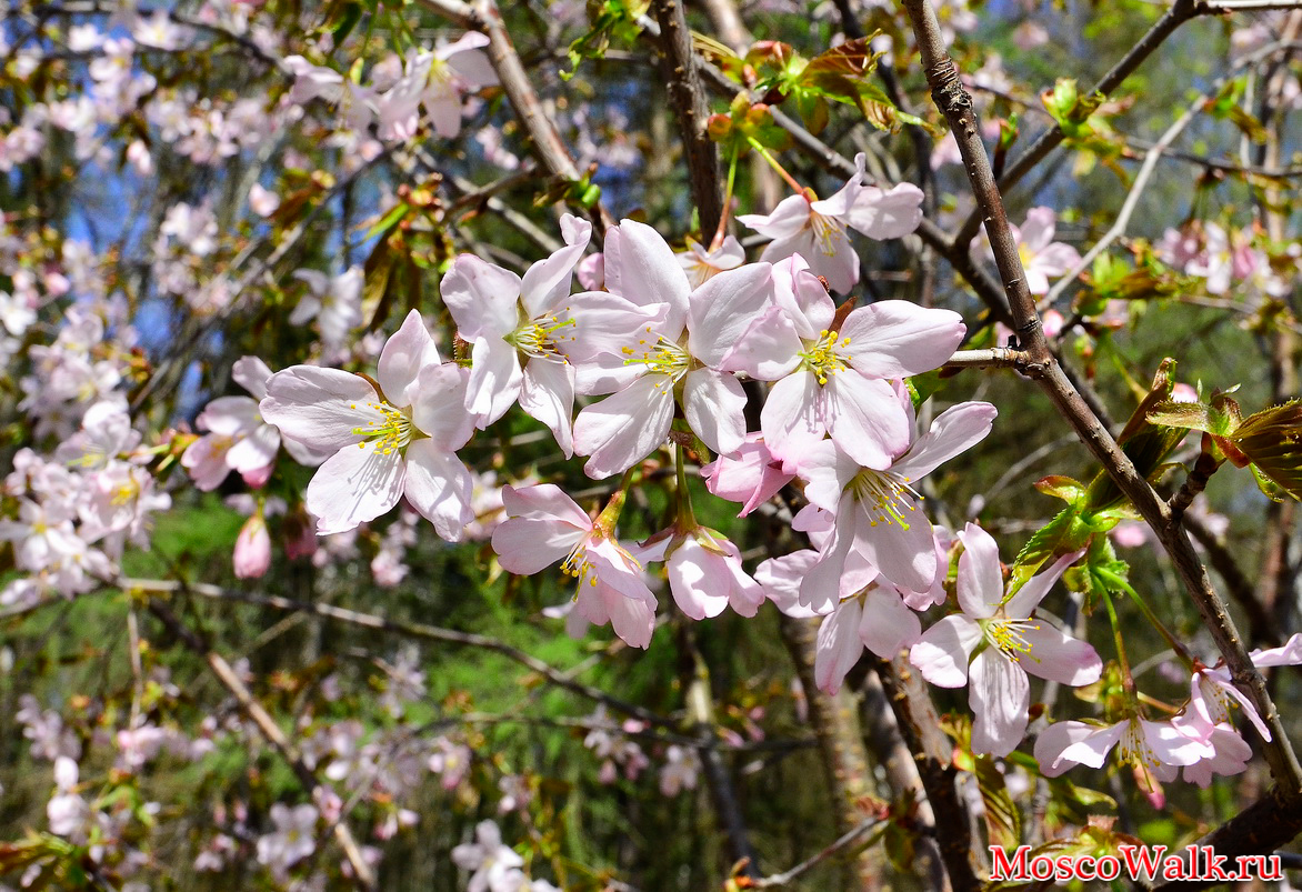 Цветение Сакуры в Бирюлевском Дендропарке