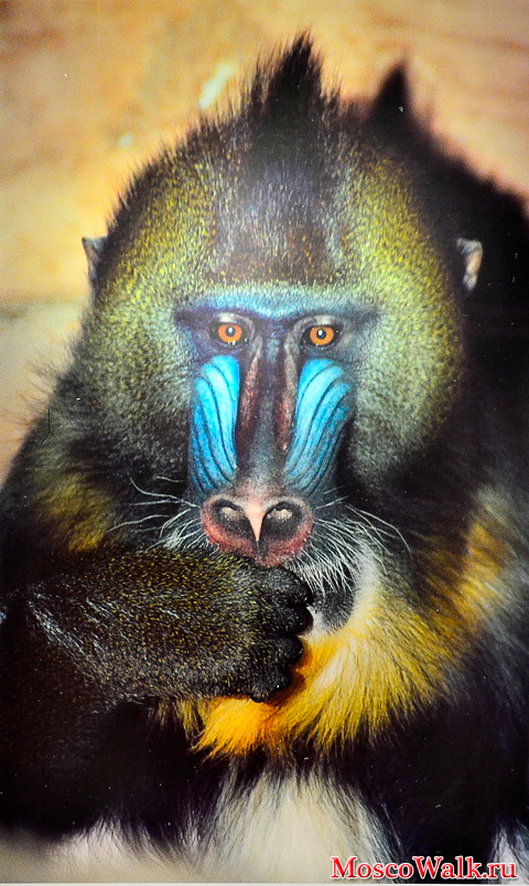Мандрил -  вид приматов из семейства мартышковых