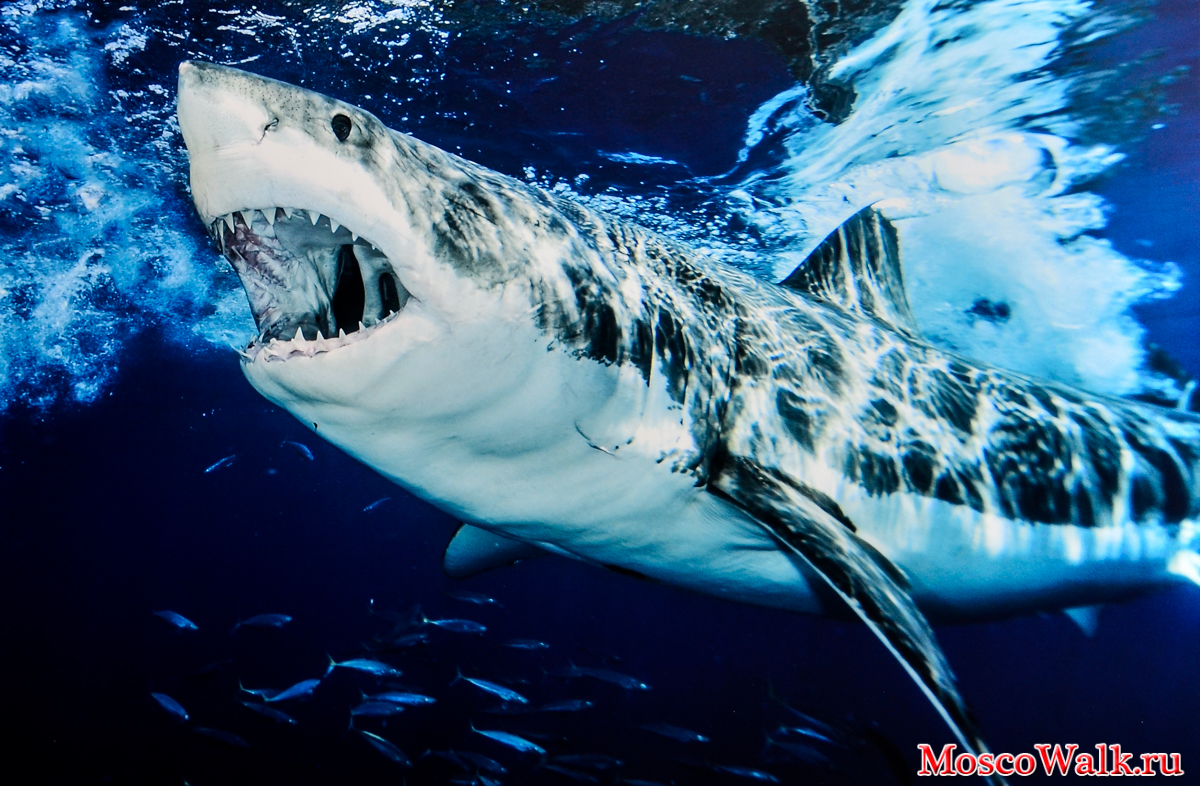 Great White Shark Conservation Program South Africa