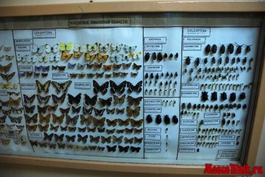 коллекция бабочек с жуками