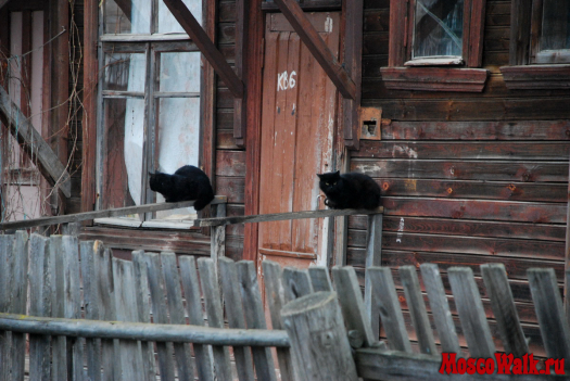 Вход в квартиру жилого дома охраняют две черные кошки-близняшки