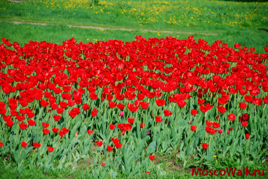 яркие красные тюльпаны 