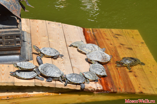 Черепахи в Аптекарском огороде