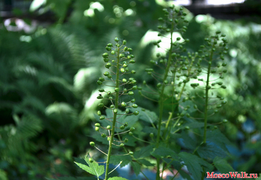 Воронец колосистый (Actaea spicata) 