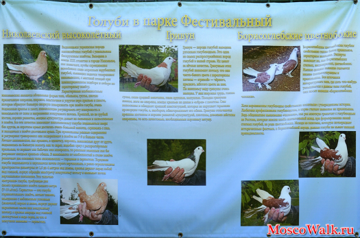 Николаевский высоколётный, голубь Гривун и Борисоглебские цветнобокие голуби