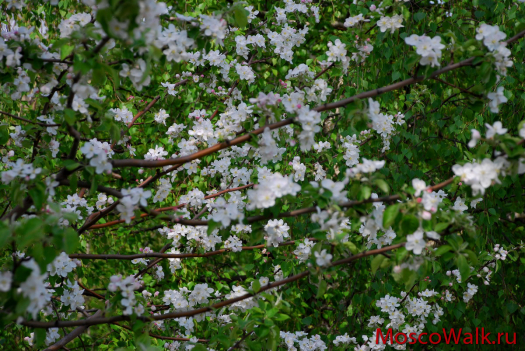 Цветущая майская вишня