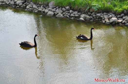 Обитатели реки ЖуЖа - черные лебеди 