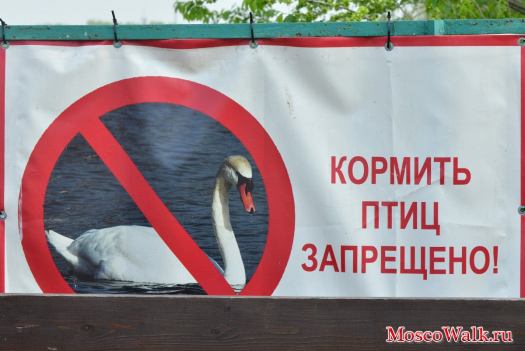 Кормить птиц запрещено