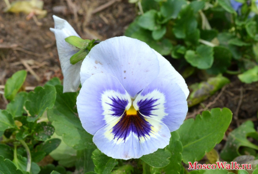 Голубой цветочек Виола