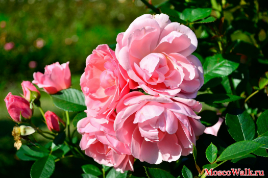 Розовая роза в розарии 