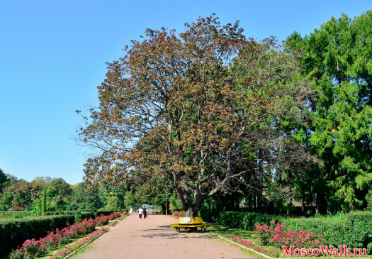 развесистое дерево в парке Сокольники