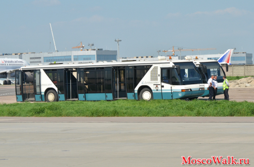Автобусы в аэропорту Домодедово