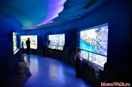 Океанариум коридор с аквариумами
