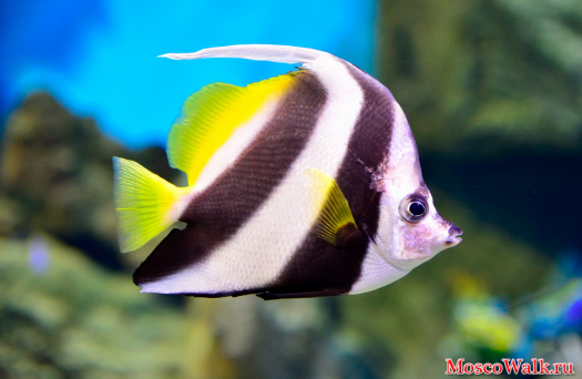Тропическая рыбка в черно-белую полоску с желтым плавником и хвостом