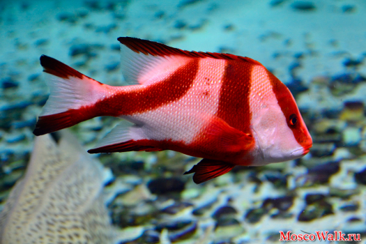 красно-белая рыбка
