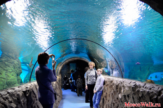 аквариум с прозрачным туннелем