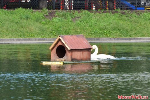 Белый лебедь на Патриарших прудах