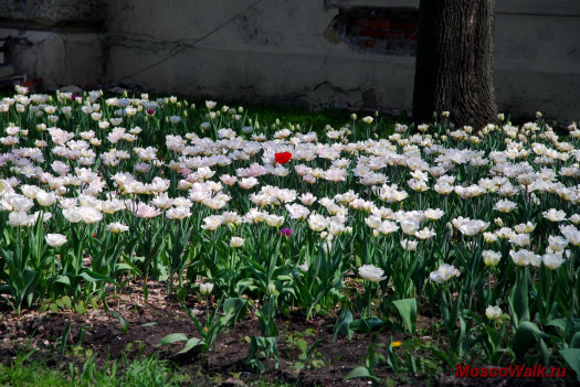 красно-белая цветочная клумба на Косыгина