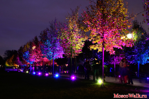 подсветка деревьев в парке