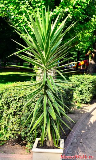 пальма в кадушке в парке