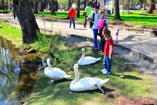 белые лебеди в парке Горького