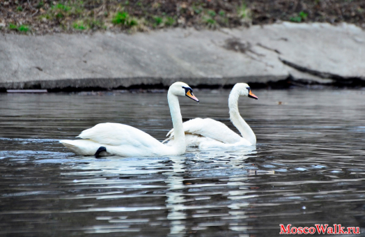 Белые лебеди в пруду