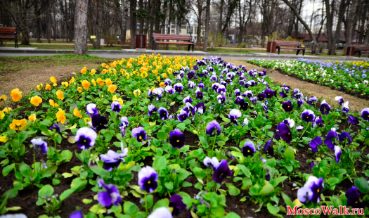 цветы в парке Сокольники