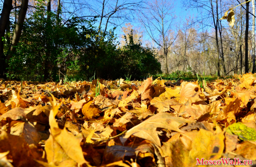 Золотая осень в парке Сокольники