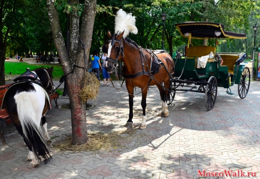 катание на лошадях в парке город Долгопрудный