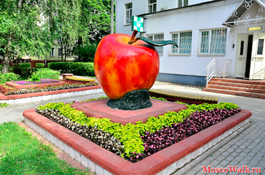 Садовая культура растущая в полях совхоза - яблоко