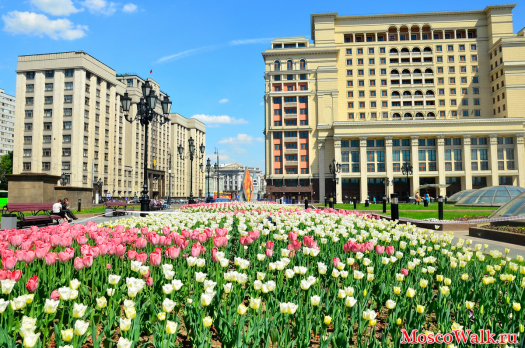 Тюльпаны на Манежной площади